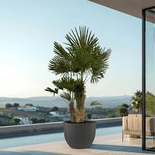 plant-category-Outdoor Plants