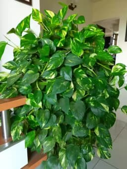 money-plant-thumbnail