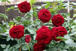 rose-flower-plant-image